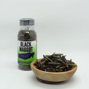 Black Maggot Untuk Asiatica ws / Maru Kemasan Botol 100ml