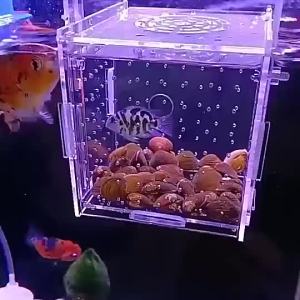 【Ship in 24H】hot 隔离盒板亚克力鱼缸箱水族用品鱼苗繁殖盒双多格带盖大小号2 2 Isolation Plate Acrylic Fish Tank Aquarium Supplies Fish Fry Breeding Double Multi Cell with Lid Size