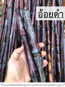 💥อ้อยดำ อ้อยแดง💥 อ้อยดำทำยา (จำนวน10ท่อน แถม 2 ท่อน) ตัดสด ตัดท่อนสำหรับใช้ต้มดื่มเท่านั้นค่ะ