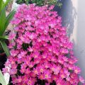 Củ hoa huệ mưa (tóc tiên) 1 CỦ đẹp dễ trồng và chăm sóc chịu nhiệt 4 mùa trồng chậu, sân vườn ban công. 