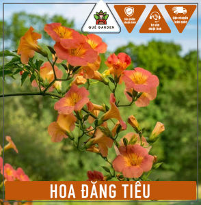 Cây hoa Đăng Tiêu - Dây leo chịu nắng tốt - Cho hoa siêu đẹp!