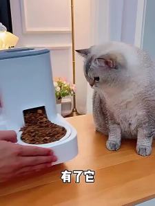 Cat Bowl Dog Bowl Cat Food Bowl Cat Food Automatic Feeder Water Dispenser Integrated Cat Bowl CeramicDrinking Double Bowl