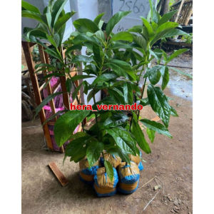 Bibit Buah Alpukat Kelud Okulasi Cepat Berbuah