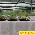 6 Cây Giống Dâu Tây Mỹ Albion Chất Lượng.