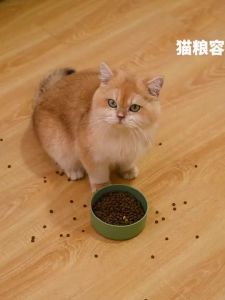 ชามอาหารแมวสมาร์ท อาหารอัตโนมัติเปิดฝาเซ็นเซอร์ กันมดขึ้นอาหารแมว พร้อมกับถ้วยแมวสแตนเลส 15°ป้องกันคอ