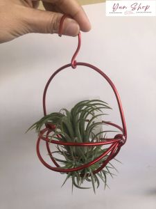 Air Plant - Tillandsia Hanger/Holder