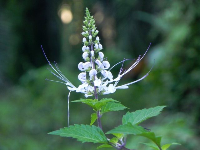 CATS%20WHISKER%20TEA%20%20TEH%20MISAI%20KUCING%20%20%E7%8C%AB%E9%A1%BB%E8%8C%B6%20%2025%20TEABAG%20-%20Image%203