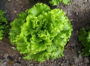 Green Leaf Lettuce SEEDS Fast-Growing