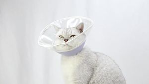 pvc Interlocking Elizabethan collar for cats anti-bite and anti-lick neck collar pet grooming and sterilization collar wholesale