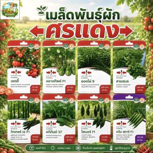 รวมผักศรแดงขายดี เมล็ดพันธุ์ซอง ปลูกง่ายโตเร็ว 60 ชนิด "ผักชี มะเขือเทศ ผักบุ้ง บวบเหลี่ยม ฯ"