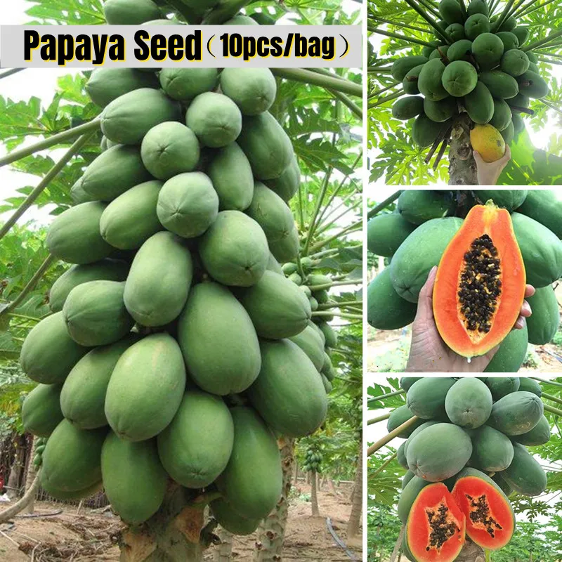 Easy To Grow In Singapore] Benih Betik 10pcs Red Lady Papaya Seeds   Papaya Big