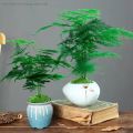 [Easy to grow in Malaysia] Asparagus Fern Tree Seeds (50 Seed) 文竹种子 Potted Asparagus Fern Plant Seed Bonsai Tree Live Plant Evergreen Plant Seeds Air Purifying Indoor Plants Outdoor Real Plant Flower Seeds for Planting & Gardening Garden Decor benih bunga. 