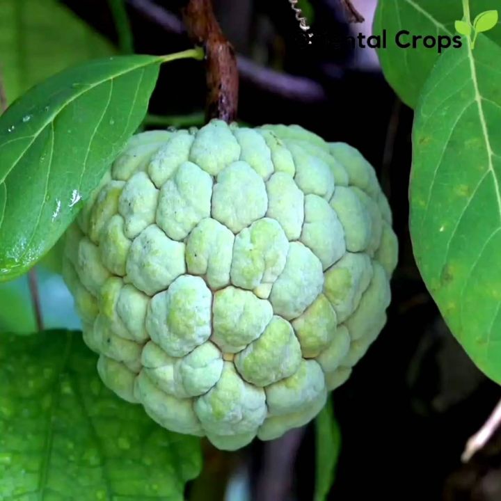 atis sugar apple fruit garden plant Lazada PH