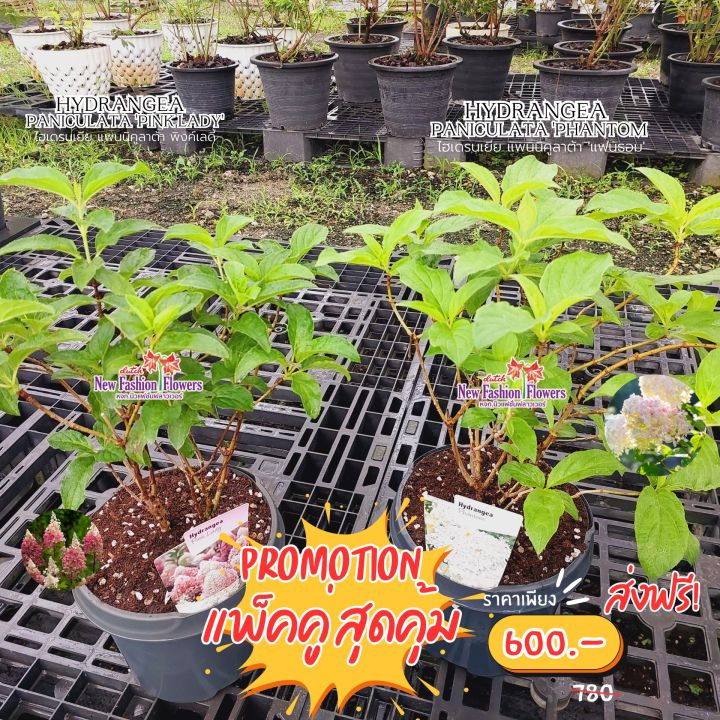 ไฮเดรนเยียแพ็คคู่ สายพันธุ์ฮอลแลนด์