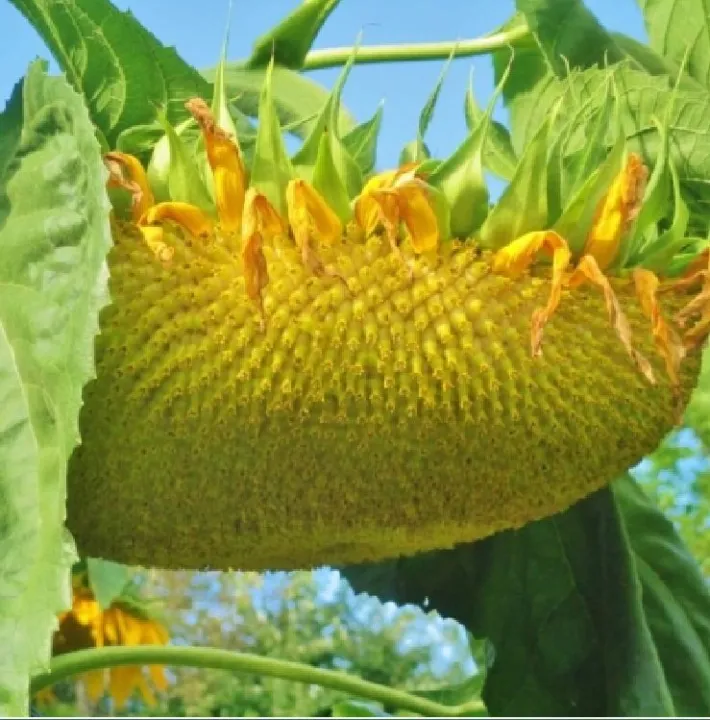 H%E1%BA%A1t%20gi%E1%BB%91ng%20hoa%20h%C6%B0%E1%BB%9Bng%20d%C6%B0%C6%A1ng%20kh%E1%BB%95ng%20l%E1%BB%93%20-%20g%C3%B3i%2030%20h%E1%BA%A1t%20-%20Image%207