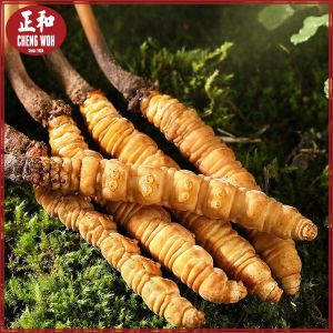 冬虫夏草西藏特大1g 2-3个 Cordyceps Sinensis Tibet Extra Large 1g 2-3 pieces