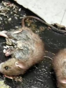 20PCS Sticky Mice Glue Trap Mouse Board High Effective Rodent Rat mouse board mouse glue trap Mouse Sticky