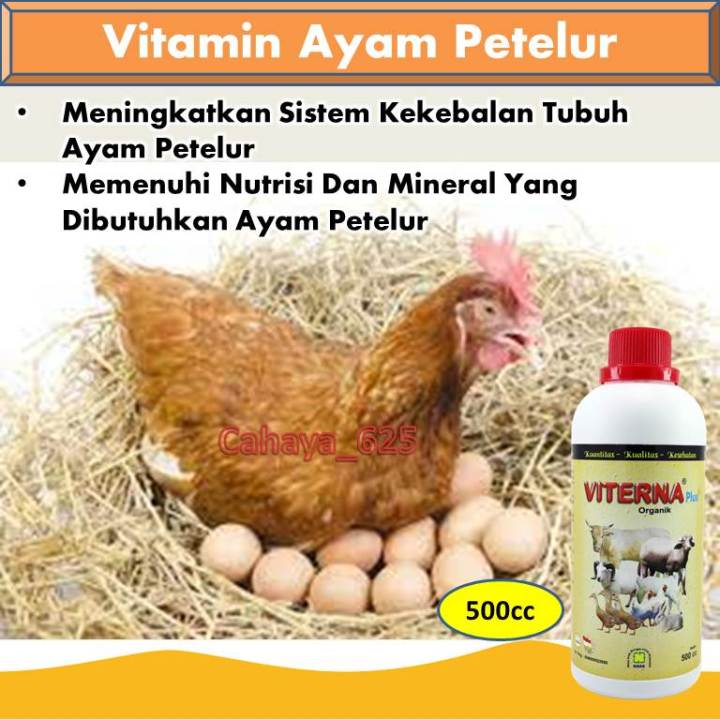 Obat Penyubur Ayam Petelur Vitamin Ayam Petelur Mineral Ayam Petelur Obat Ayam Cepat