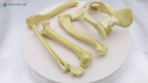 Orthopedic Skeleton Model Education Pelvis Veterinaria Mascotas Pets veterinary orthopedic Equipment Instruments