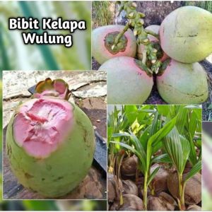 Bibit Kelapa Wulung Genjah Unggulan