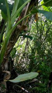 Sabit Pisang Tajam/Sabit Duan Pisang/Sadak Rumput Cap Canel (Hulu Merah)