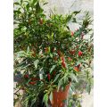 【 PROMO PAKET 4 POHON 】Tanaman Cabai Rawit Setan Pedas COD Tanaman Benih Sayur Pohon Sayuran Hidup Bibit pohon cabe rawit setan unggul besar yg sudah berbuah Tanaman cabe rawit hidup  siap tanam. 