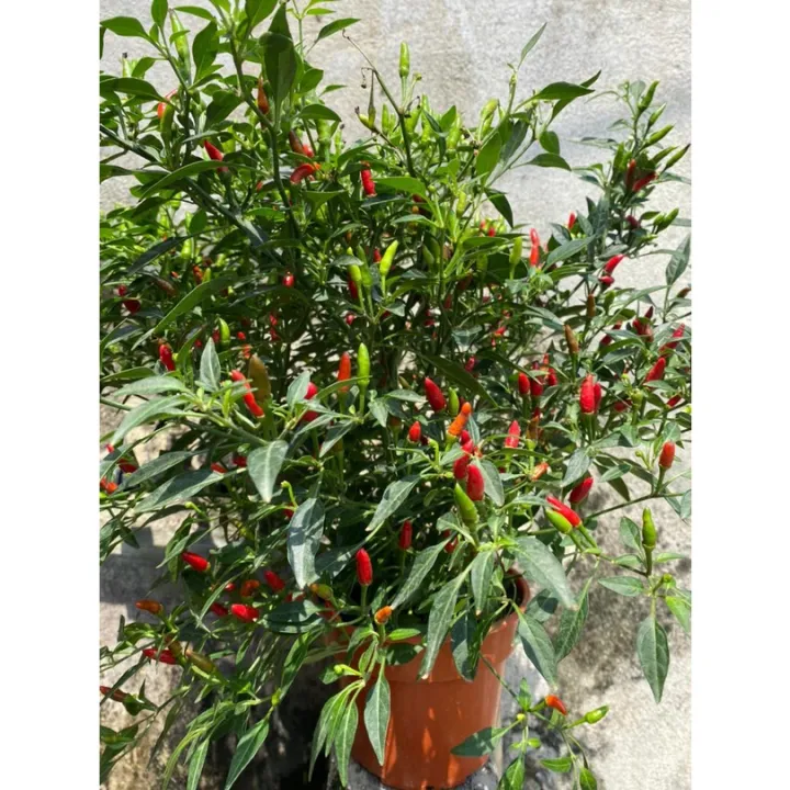 %E3%80%90%20PROMO%20PAKET%204%20POHON%20%E3%80%91Tanaman%20Cabai%20Rawit%20Setan%20Pedas%20COD%20Tanaman%20Benih%20Sayur%20Pohon%20Sayuran%20Hidup%20Bibit%20pohon%20cabe%20rawit%20setan%20unggul%20besar%20yg%20sudah%20berbuah%20Tanaman%20cabe%20rawit%20hidup%20%20siap%20tanam%20-%20Image%203