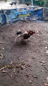 เจ้าพงพอนขาว - ไข่ไก่ชนก๋อยกัดทุบ คลิปพ่อพันธุ์เกรดVIP สายเลือดดี ไข่ไก่ชน