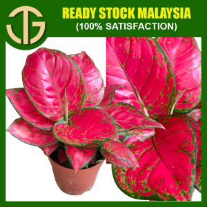 【FAST SHIPPING】Aglaonema Master Red/Red Master 东方红/红财神 Plant
