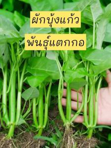 เมล็ดผักบุ้งสายพันธ์แตกกอ 1 ต้นแตกกอได้3-5ต้น 400 เมล็ดแถมปุ๋ยทุกออเดอร์