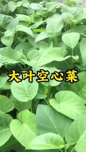 Four-season watercress large-leaf watercress balcony potted willow-leaf watercress green-stemmed watercress can be grown hydroponically