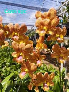 HOA LAN DENRO CAM SỌC