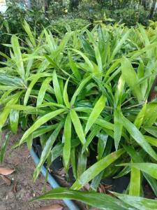 คอนแคนหรือค้อนหมาขาว หรือต้นค้อนหมาขาว แพ๊ค2ต้น169 บาท พร้อมปลูก