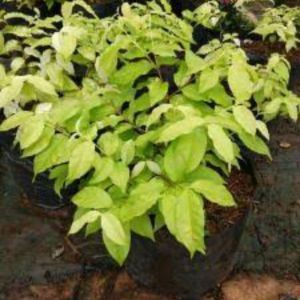 Bibit Bonsai Tanaman Hias Anting Putri / Tanaman Anting Putri / Pohon Anting Putri Murah