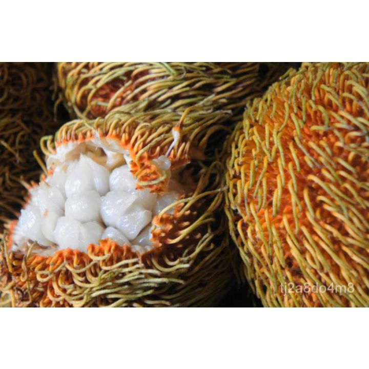 flower seeds Gumihan (Pedalai) Fruit Tree Seeds (Artocarpus ...