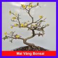 Cây Mai Vàng Bonsai - cây cảnh để bàn - cây giao như Video. 