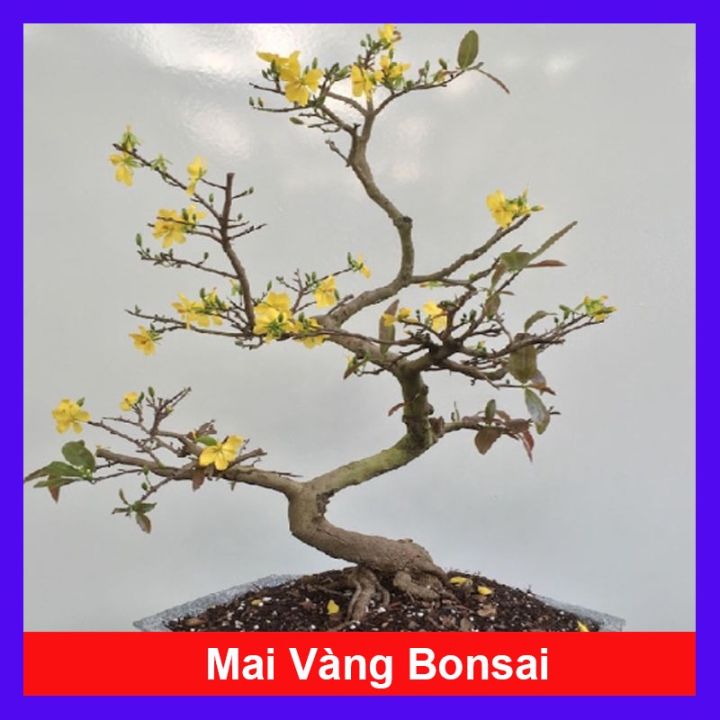 Cây Mai Vàng Bonsai - cây cảnh để bàn - cây giao như Video