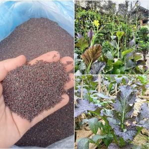 Hạt Giống Cải Mèo Tím Đặc Sản Bản Địa (5gram ) màu tím đặc trưng và giá tr.ị dinh dưỡng cao - Siêu Thị Hạt Giống Cây F1