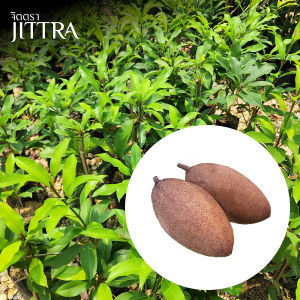 จิตตรา ต้นพันธุ์ละมุดกระสวยมาเลย์ เสียบยอด 60-80 ซม. ปลูกปีเดียวติดลูก พร้อมส่ง เครมฟรี ต้นพันธุ์ผลไม้ ต้นเตี้ย ผลดก