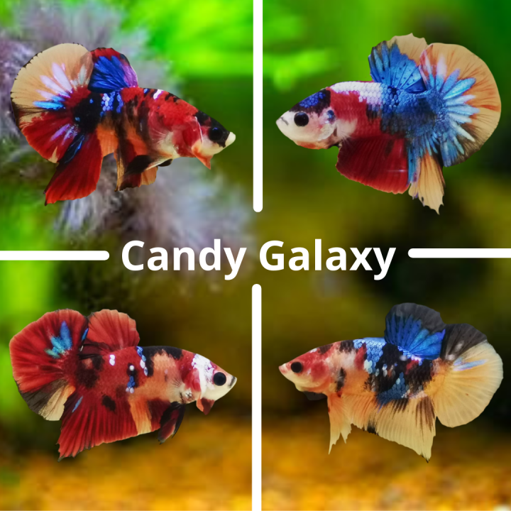 Lazada store betta fish