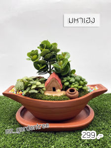 [[ต้นไม้จริง]]🎍🎍สวนถาดต้นมหาเฮง🎍🎍**ต้นไม้คัดฟอร์มสวยทุกต้น**