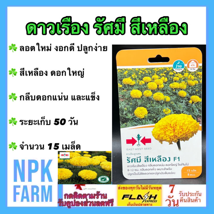 เมล็ดพันธุ์ศรแดง ดาวเรือง รัศมี สีเหลือง กลีบดอกแน่น