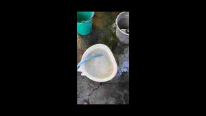 หัวเชื้อทําน้ําเขียวเลี้ยงไรแดงสําเร็จรูป สูตรเขียวไว ไม่ต้องพักน้ําปะปา