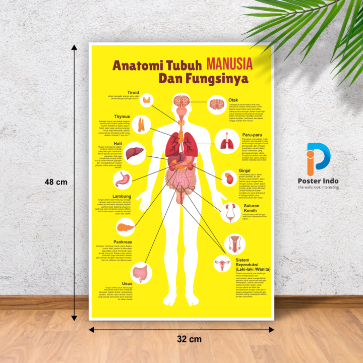 Poster Anatomy Tubuh Manusia | Lazada Indonesia