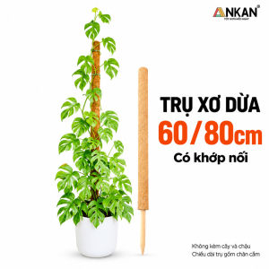 Trụ Xơ Dừa ANKAN Có Khớp Nối 60cm 80cm Cọc Đỡ Cây Leo Trầu Bà Trong Chậu