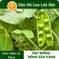 Hạt giống Đậu Hòa Lan (Đậu Hà Lan) Ăn Hạt ( Lấy Hạt) Rất Nhiều Dinh Dưỡng Và Vitamin, Chế Biến Thành Rất Nhiều Món Ăn (Gói 20 Gram) - Nông Sản Vàng. 