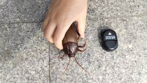 Tipmant RC Cockroach Remote Control Car Vehicle Animal Toys Electronic Realistic Fake Big Insect Bug Glowing Eyes Kids Gift