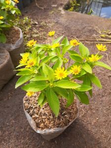 COD Bunga kolget matahari mini tanaman hias outdoor berbunga cantik tahan panas Butter daisy