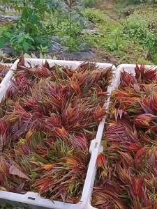 Red oil Chinese toon sprouts Chinese toon sprouts four-season vegetables vegetable delivery