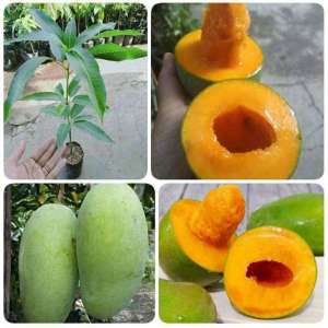 Bibit Tanaman Mangga Alpukat Manis / Mangga Alpukat Super / Mangga Alpukat Murah